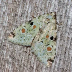 Red-spotted Glyph thumbnail 2