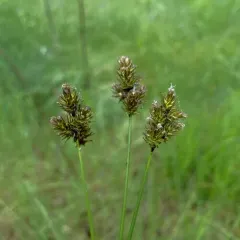 starry broomsedge thumbnail 4