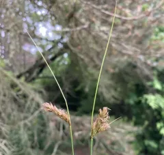 one-sided sedge thumbnail 4