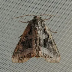 Grand Arches Moth thumbnail 4