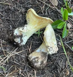 Cantharocybe gruberi thumbnail 1