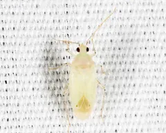 Three-spotted Americodema thumbnail 2