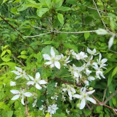 Glandstem blackberry thumbnail 3