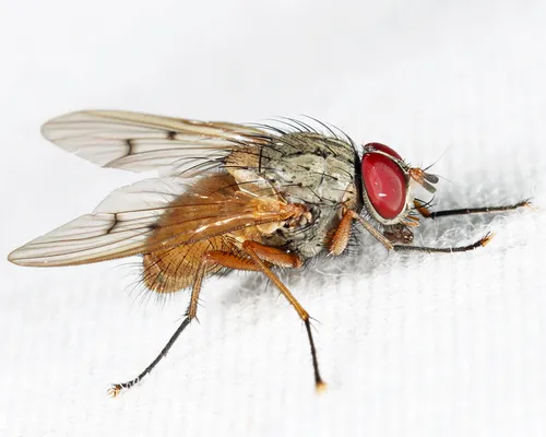 Helina troene
