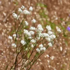 Naked Buckwheat thumbnail 4