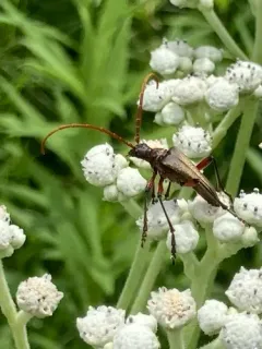 Stenocorus cylindricollis thumbnail 3