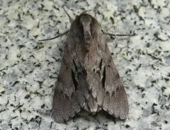 Southern Pine Sphinx thumbnail 3
