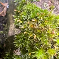 White-tipped Bristle-moss thumbnail 4