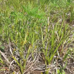 Crawe's sedge thumbnail 4