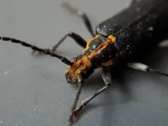 Enoploderes vitticollis thumbnail 2