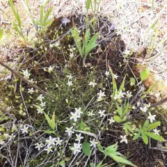 rock sandwort thumbnail 4