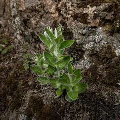 Littleleaf Silverback thumbnail 4