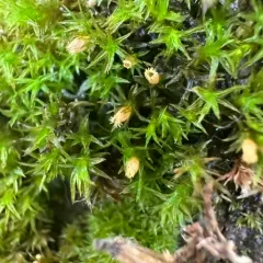 Smooth Bristle-moss thumbnail 4