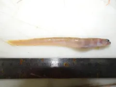 Gymnelus pseudosquamatus thumbnail 1