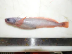 Arctic Threebeard Rockling thumbnail 1
