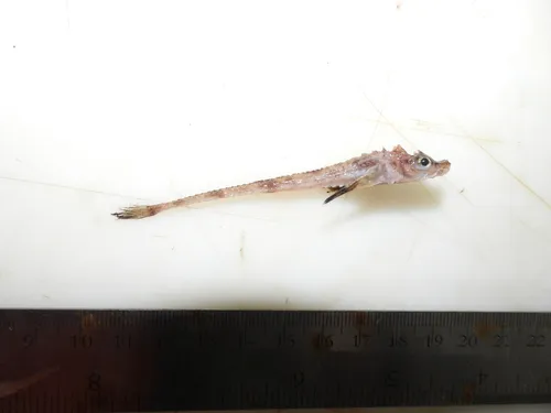 Atlantic Poacher
