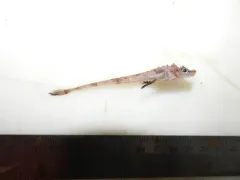 Atlantic Poacher thumbnail 1