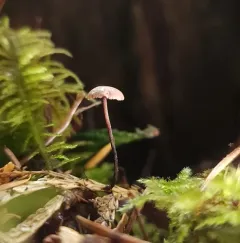 Paragymnopus sublaccatus thumbnail 3