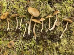 Inocybe nemorosa thumbnail 2