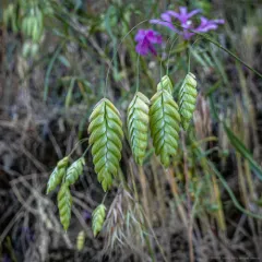 rattlesnake brome thumbnail 2