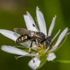 Oxybelus bipunctatus thumbnail 3