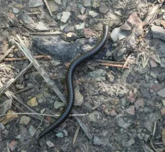 Californiulus parvior thumbnail 2