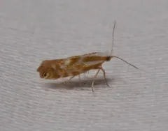 Argyresthia canadensis thumbnail 3