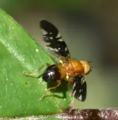 Paramyiolia nigricornis thumbnail 4