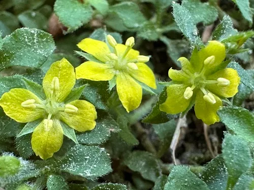 miniature moneywort