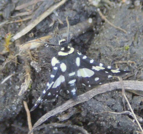 Mournful Thyris Moth