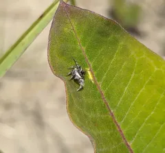 Habronattus cognatus thumbnail 4