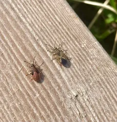 Elm Seed Bug thumbnail 4