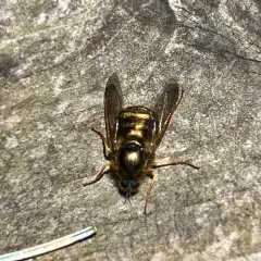 Eulonchus tristis thumbnail 4