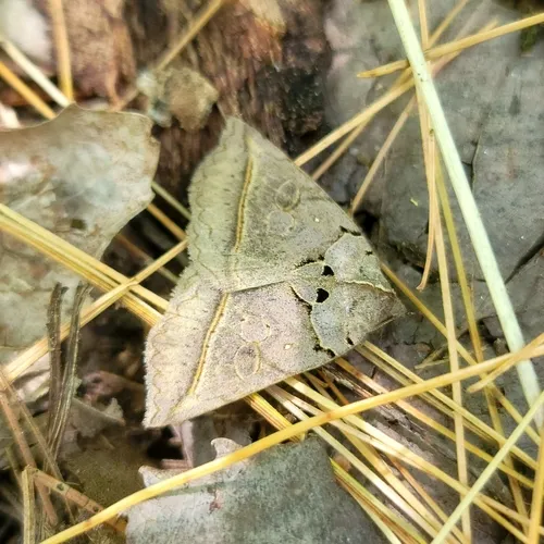Black Bit Moth