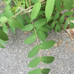 staghorn sumac thumbnail 2