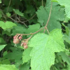 purple-flowered raspberry thumbnail 2