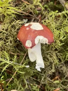 Russula praeumbonata thumbnail 2
