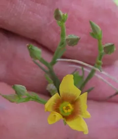 Wyoming Flax thumbnail 4