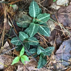 downy rattlesnake plantain thumbnail 3