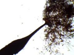 Enerthenema melanospermum thumbnail 3