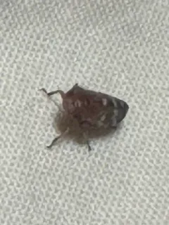 white-banded leafhopper thumbnail 3