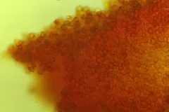 Cortinarius glutinosus thumbnail 1