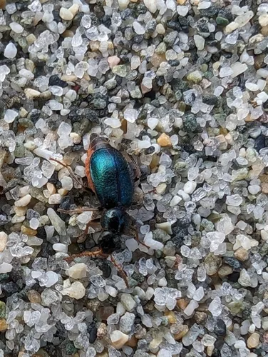 Collops cribrosus