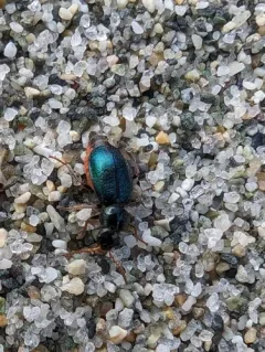 Collops cribrosus thumbnail 1