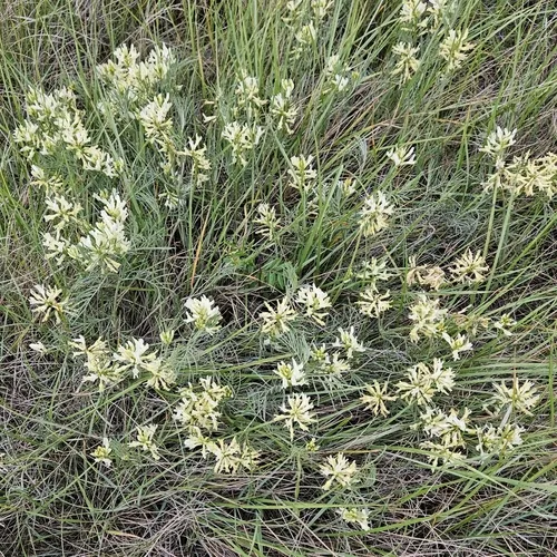Narrowleaf Milkvetch