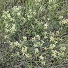 Narrowleaf Milkvetch thumbnail 1