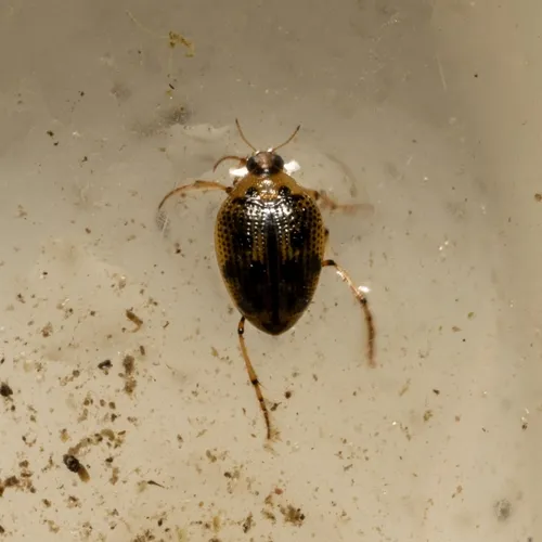 Toothless Crawling Water Beetle