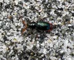 Collops cribrosus thumbnail 2