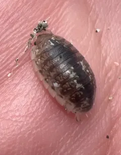 Commando Isopod thumbnail 3