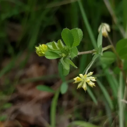 Lesser hop trefoil